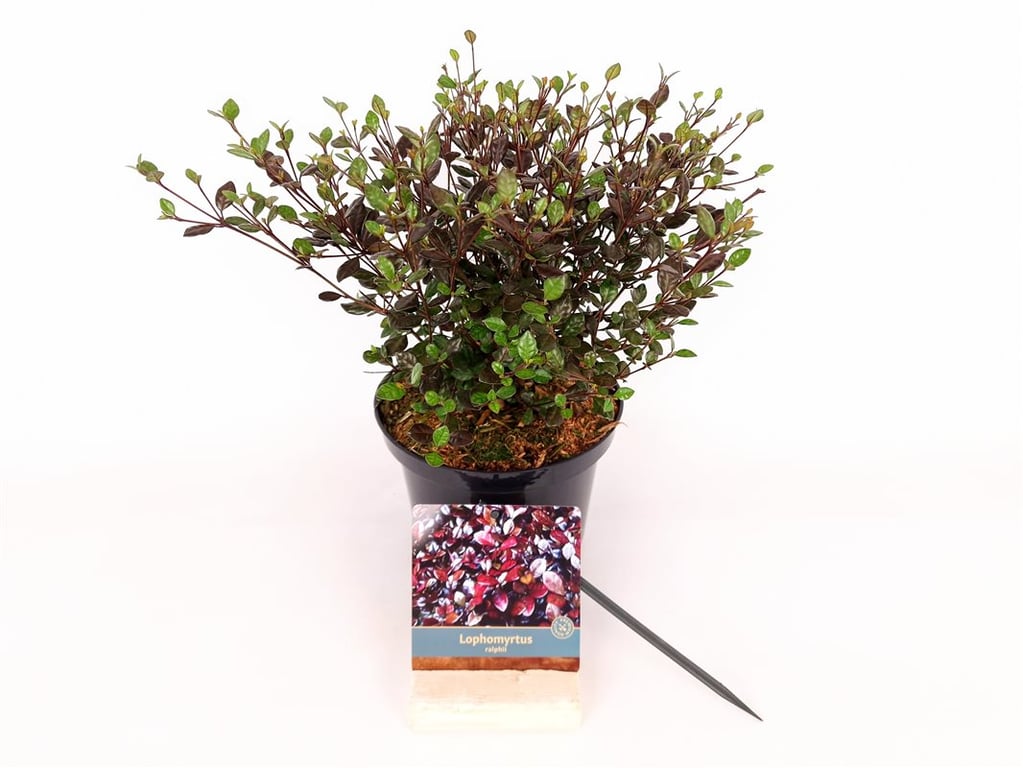 Lophomyrtus ralphii C2 (2 liters kruka) 25-30 cm