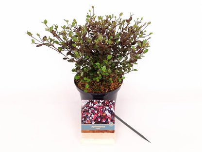 Lophomyrtus ralphii C2 (2 liters kruka) 25-30 cm