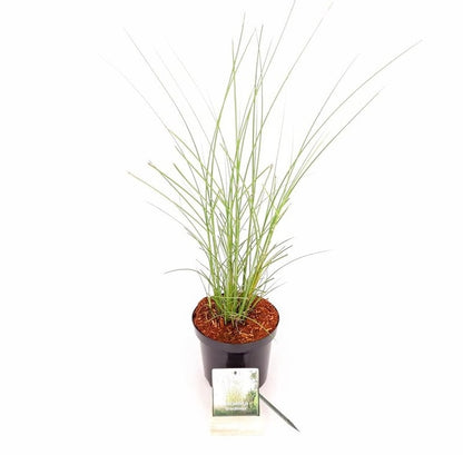 Miscanthus sin. &