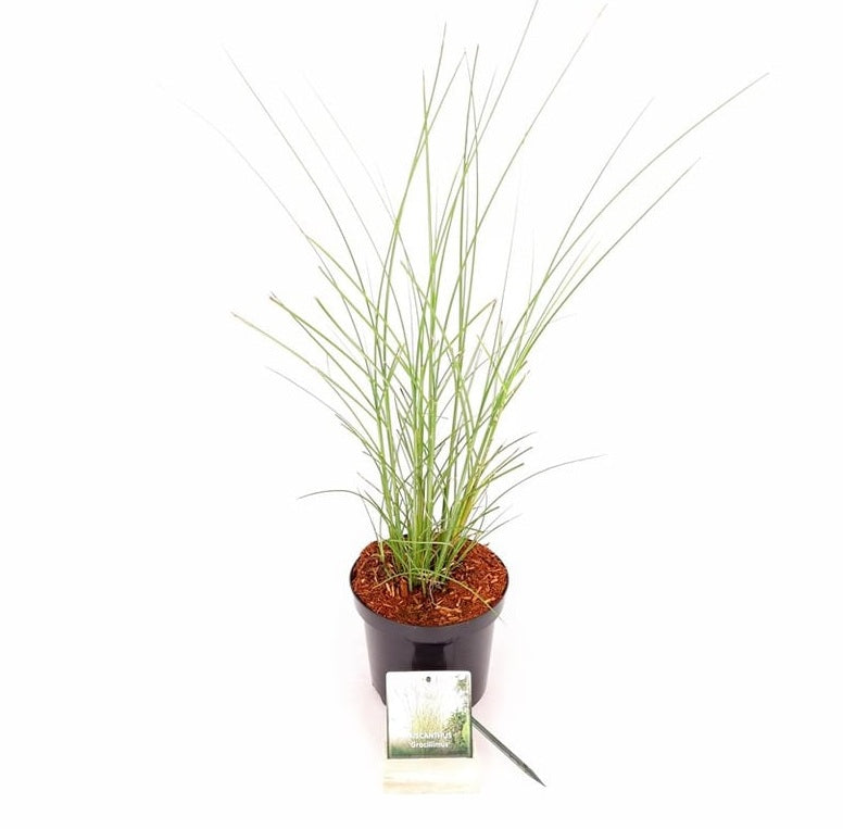 Miscanthus sin. &