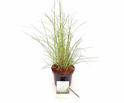 Miscanthus sinensis &