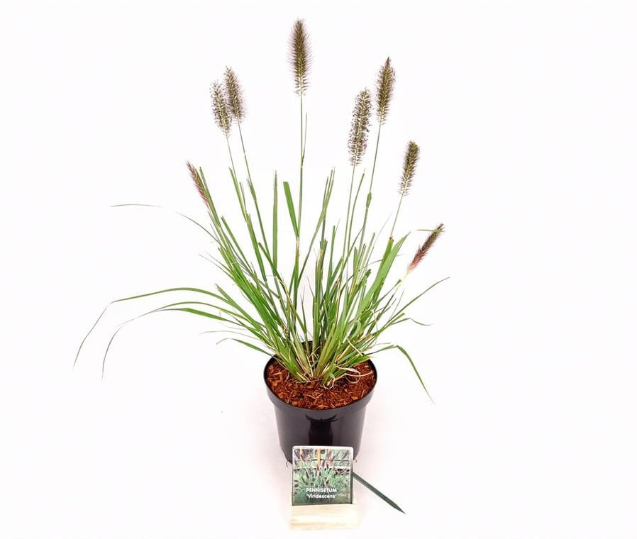 Pennisetum al. &