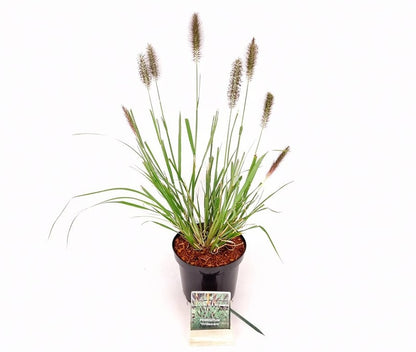 Pennisetum al. &
