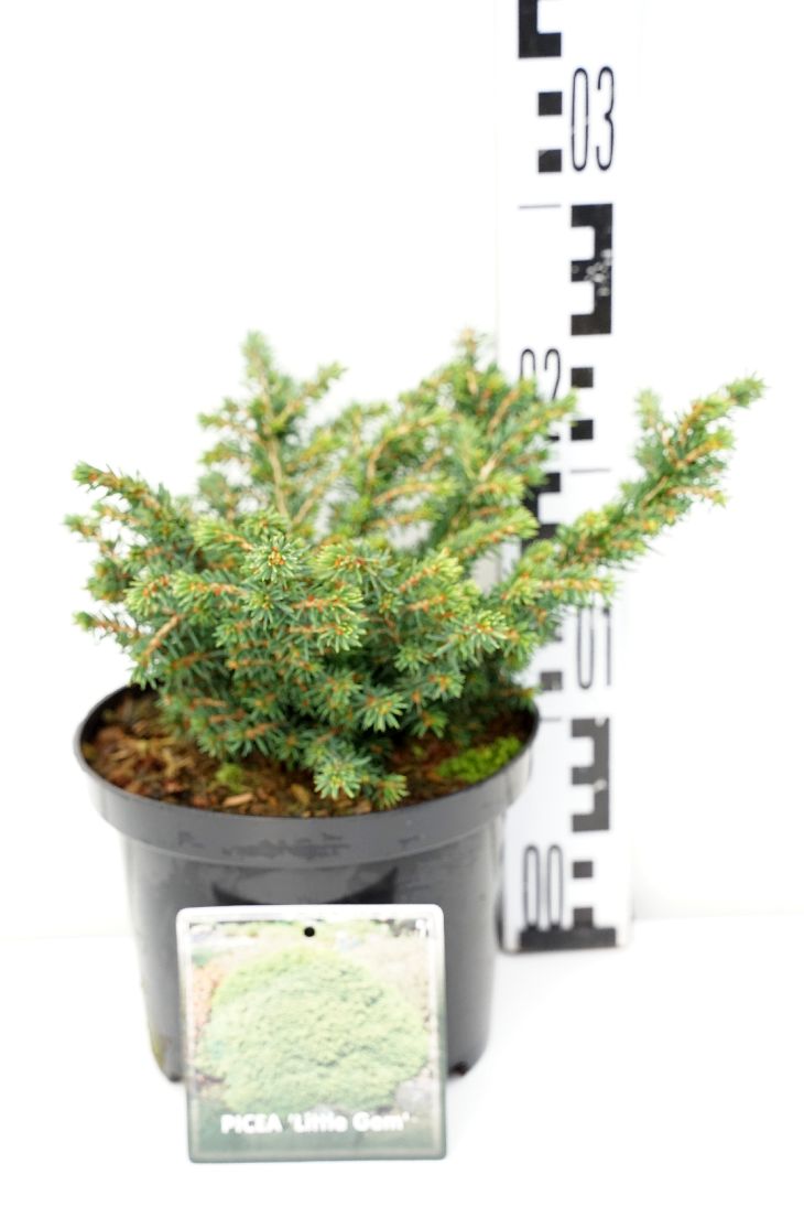 Picea abies &