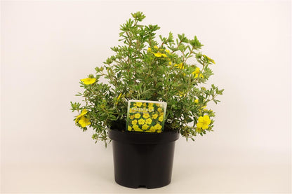 Potentilla f. &