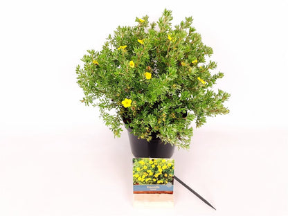 Potentilla fruticosa &