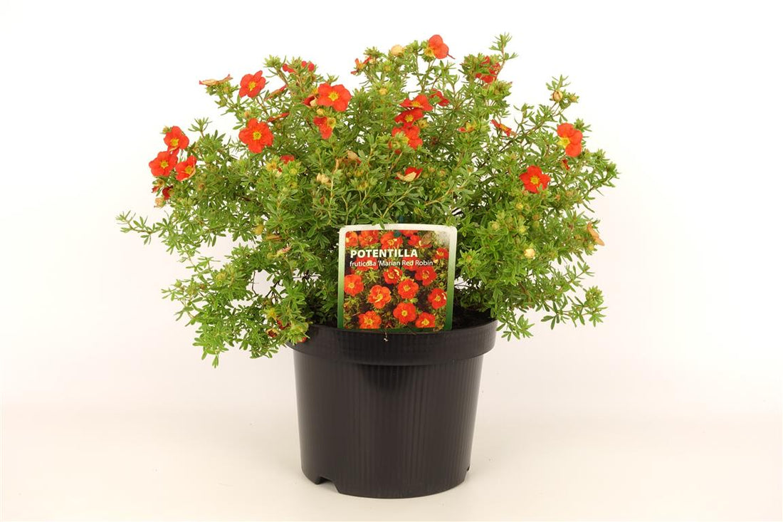 Potentilla fruticosa &