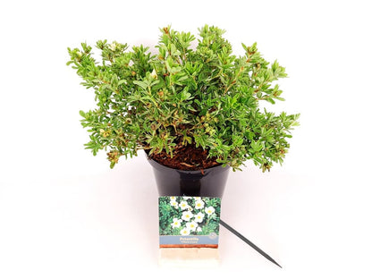 Potentilla f. &