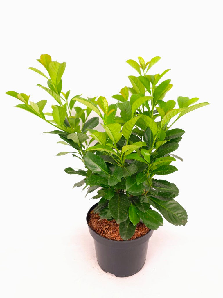 Prunus laurocerasus &