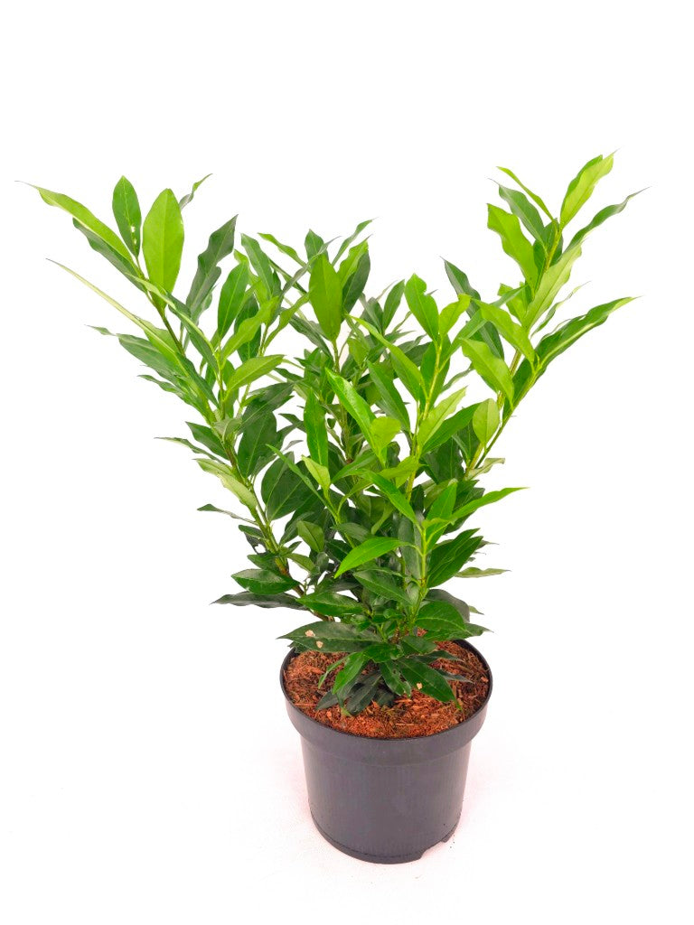 Prunus laurocerasus &
