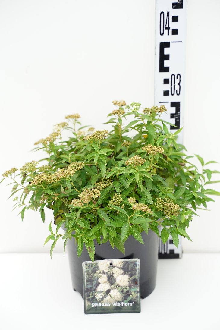 Spiraea jap. &