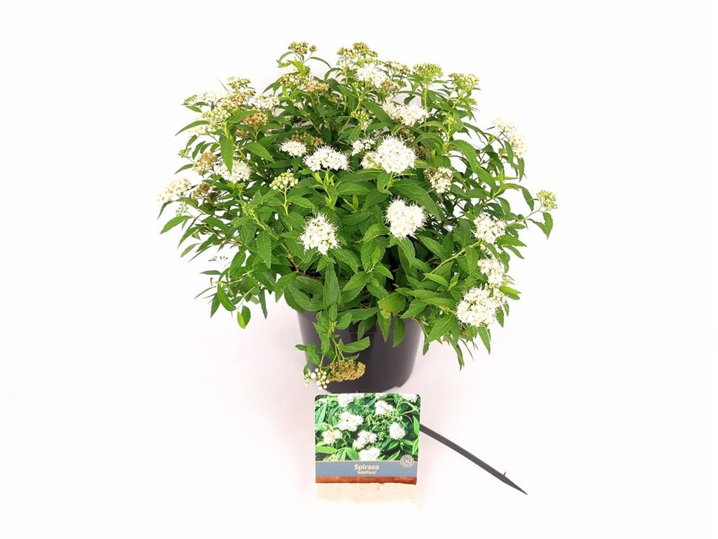 Spiraea jap. &