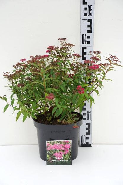 Spiraea jap. &
