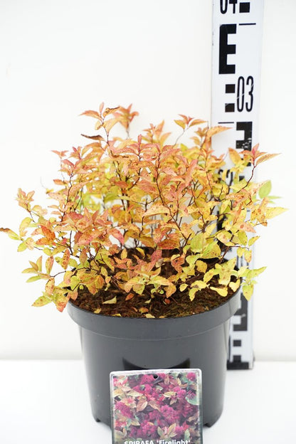 Spiraea japonica &