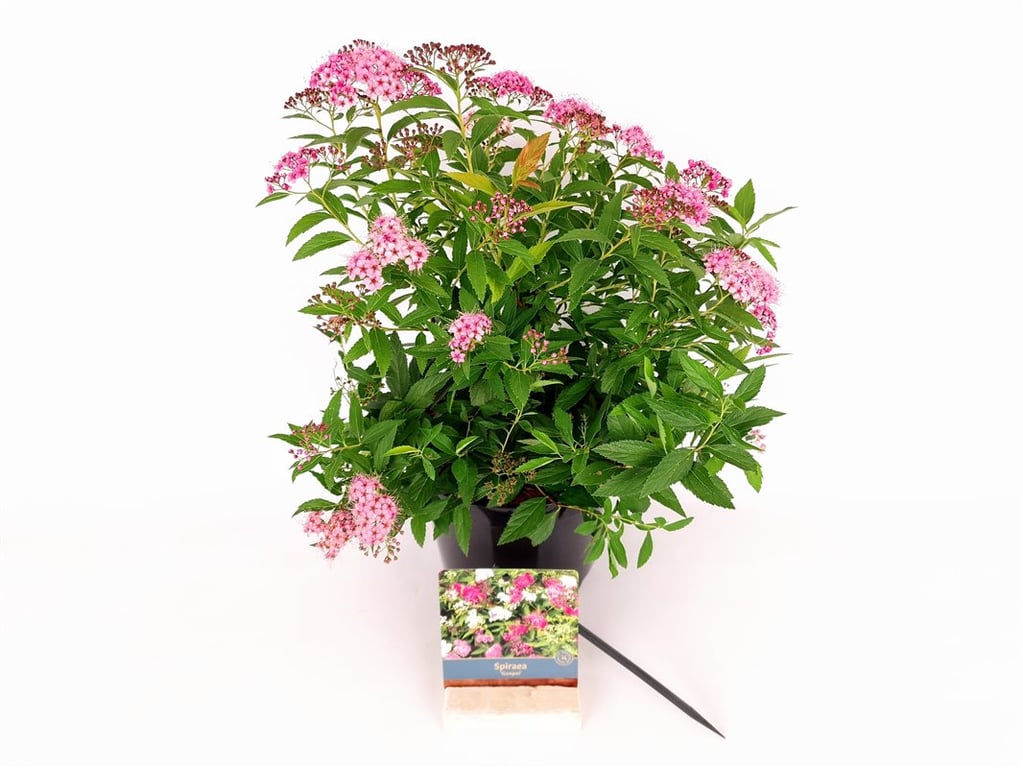 Spiraea jap. &