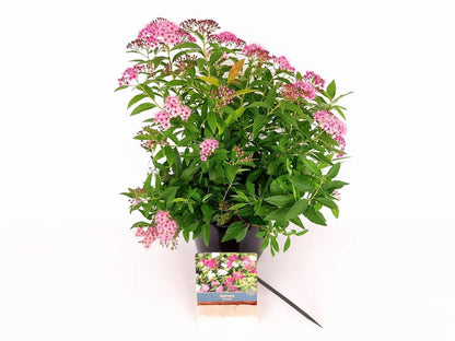 Spiraea jap. &