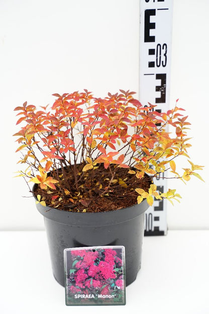 Spiraea jap. &