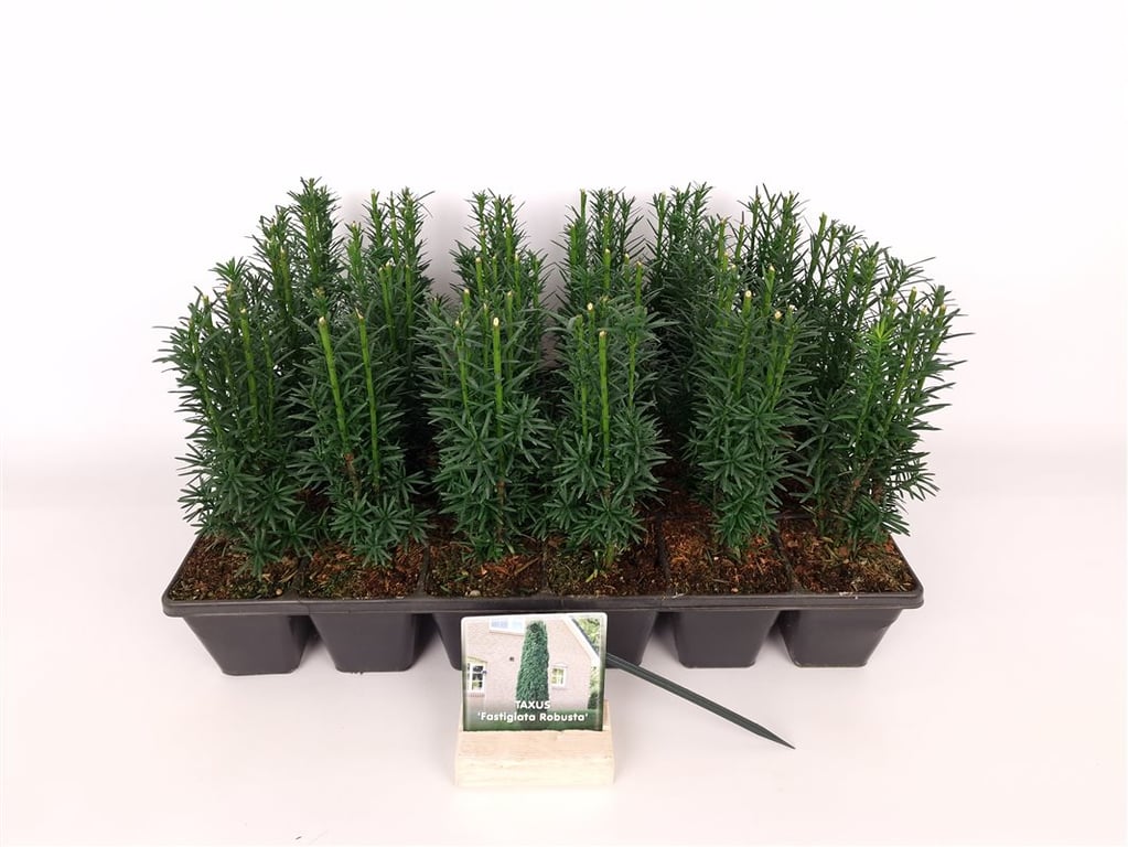 Taxus baccata &