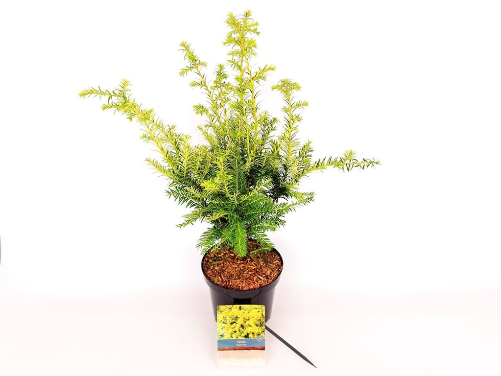 Taxus b. &