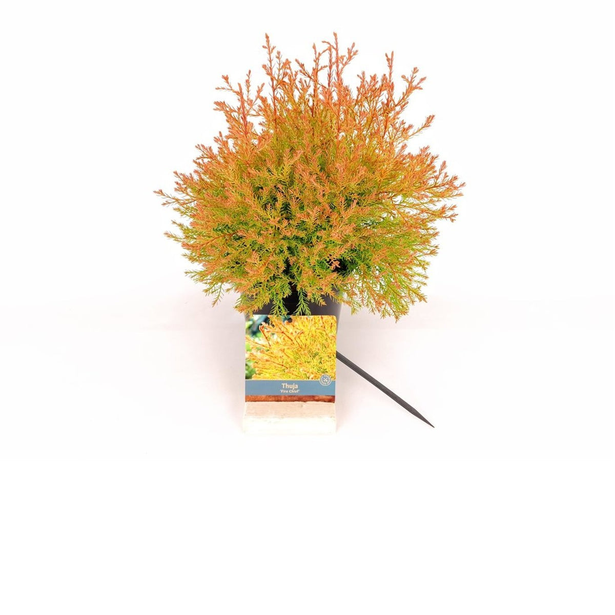 Thuja occidentalis &