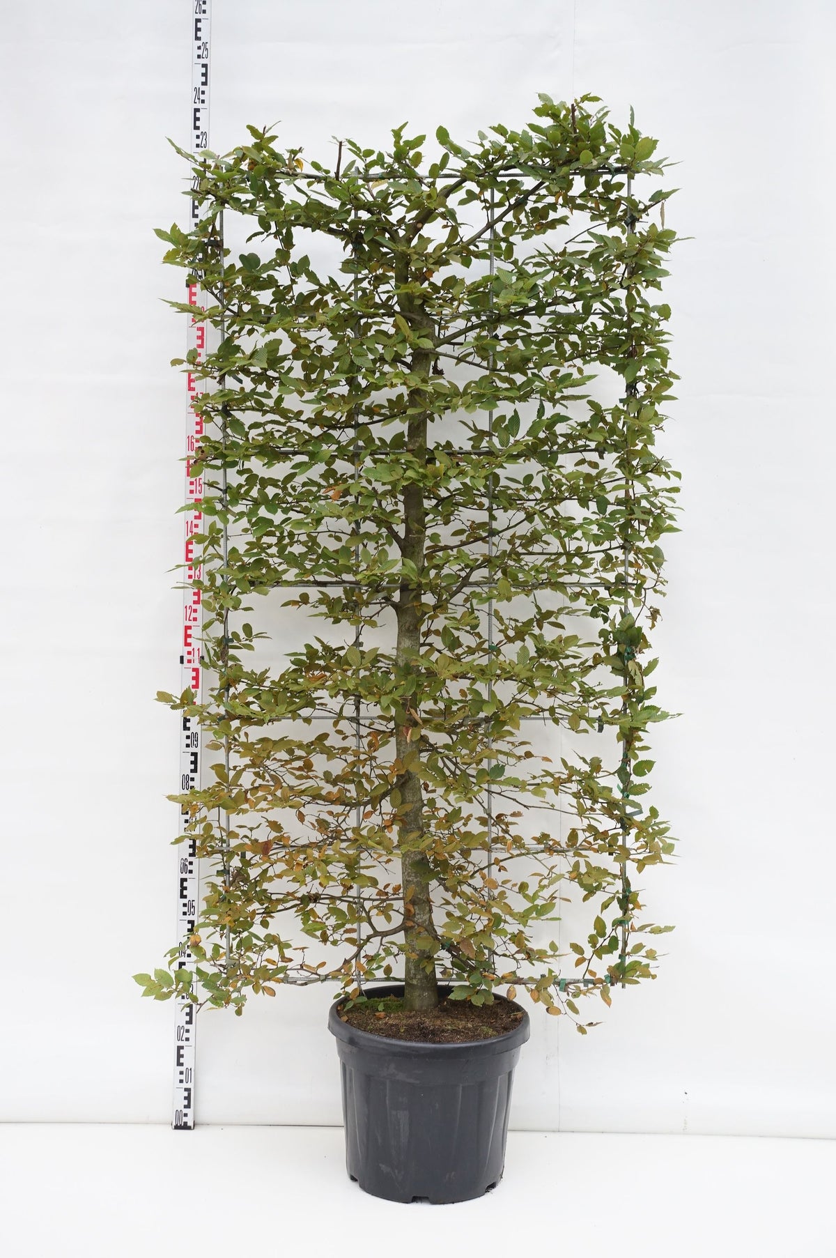 Carpinus betulus spaljé C45 (45 liters kruka)