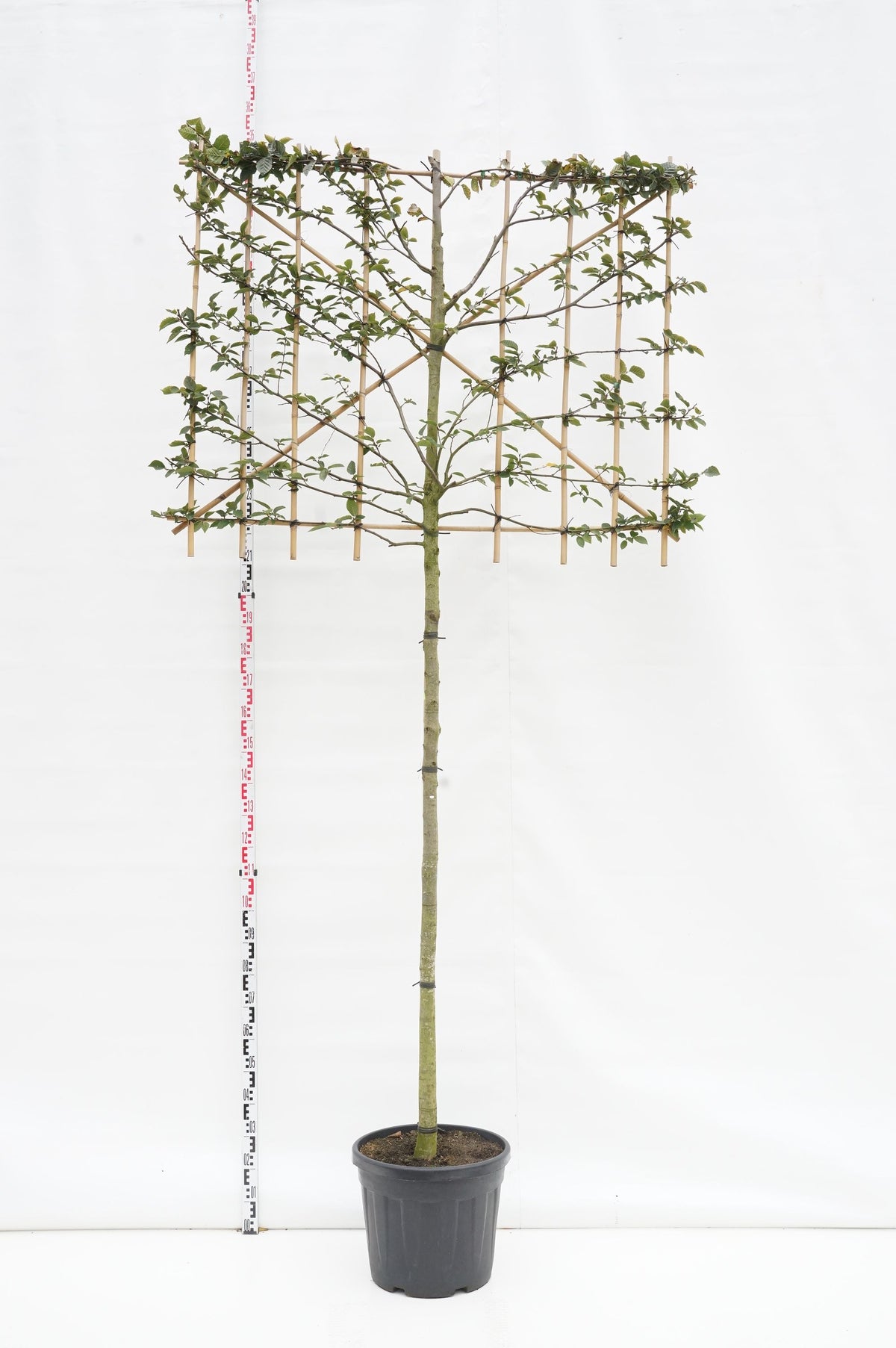 Carpinus betulus (spaljé) ST 180 cm 12-14 cm C70 (70 liters kruka)