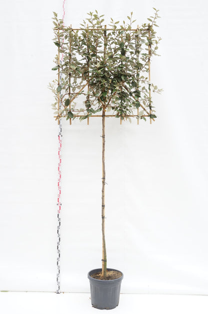 Elaeagnus ebbingei &