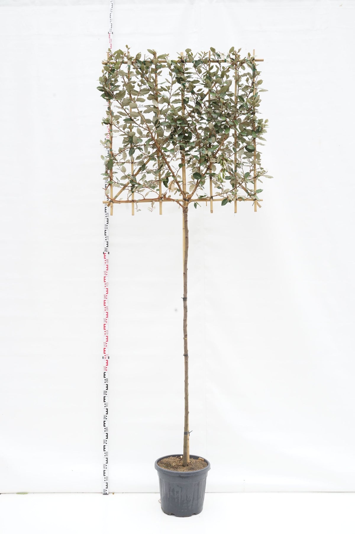 Elaeagnus ebbingei &