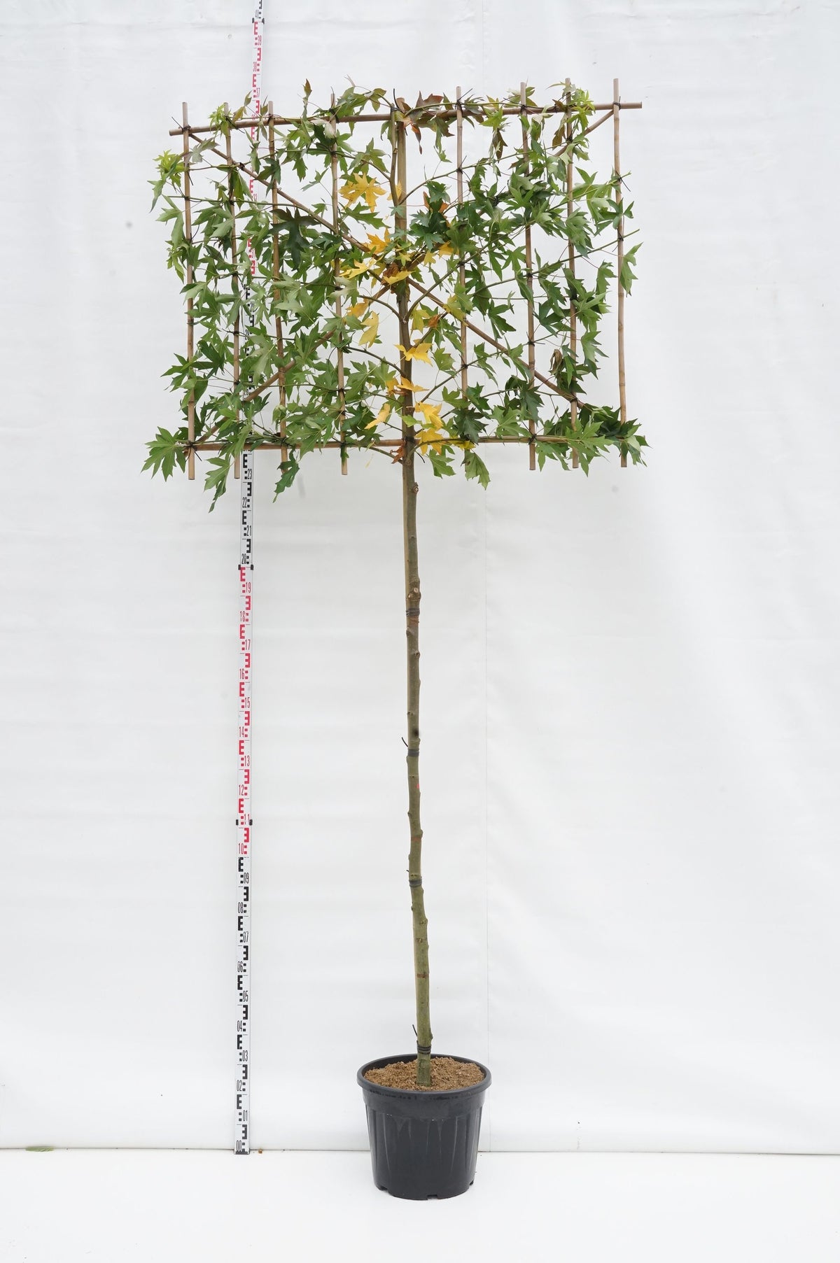 Liquidambar styraciflua &