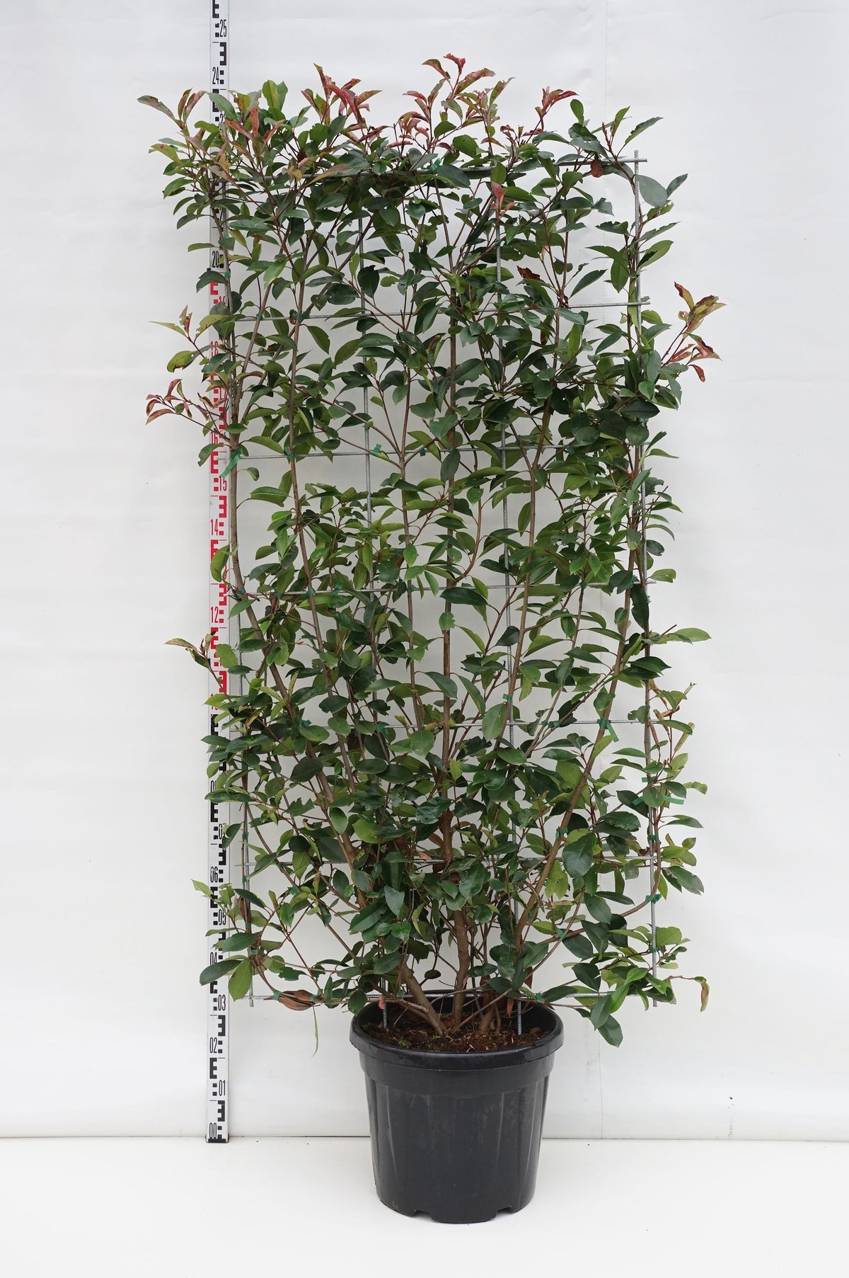 Photinia fraseri &