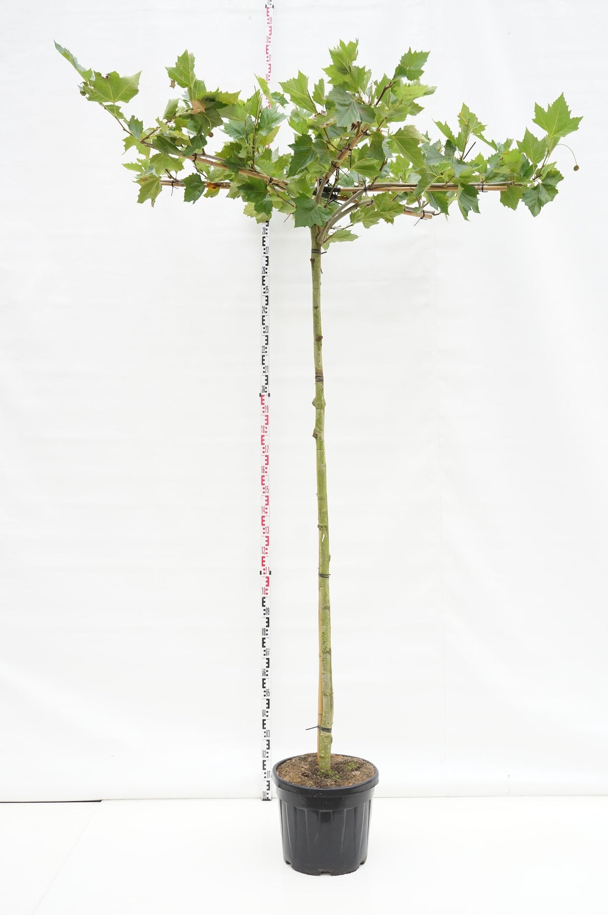 Platanus hispanica takformad stam 240 cm omf. 12-14 cm C50 (50 liters kruka)
