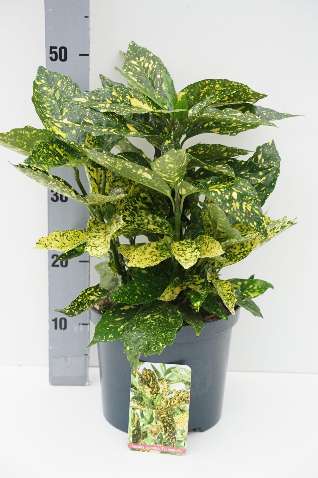 Prunus avium (Fågelbär) Stam 14-16 cm, C40 (40 liters kruka)