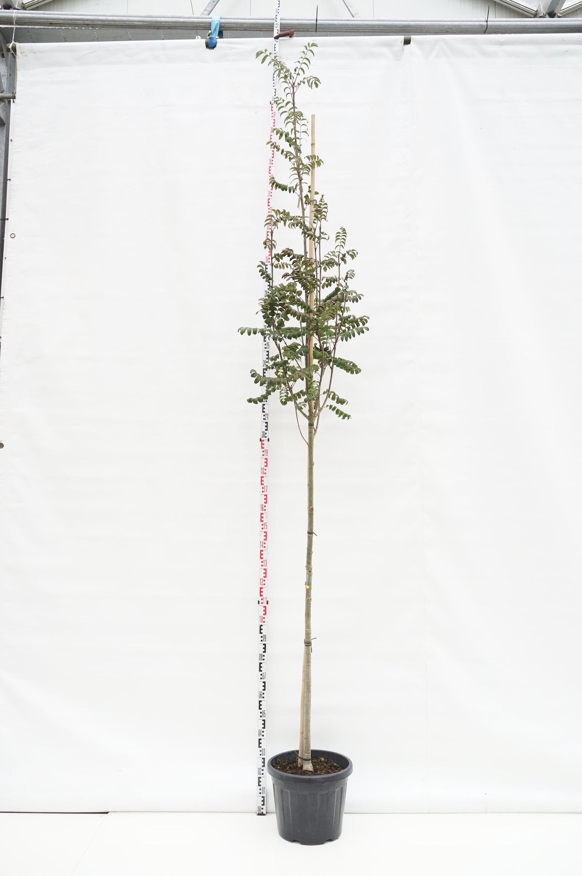 Sorbus aucuparia edulis stamomfång 14-16 cm, C45 (45 liters kruka)