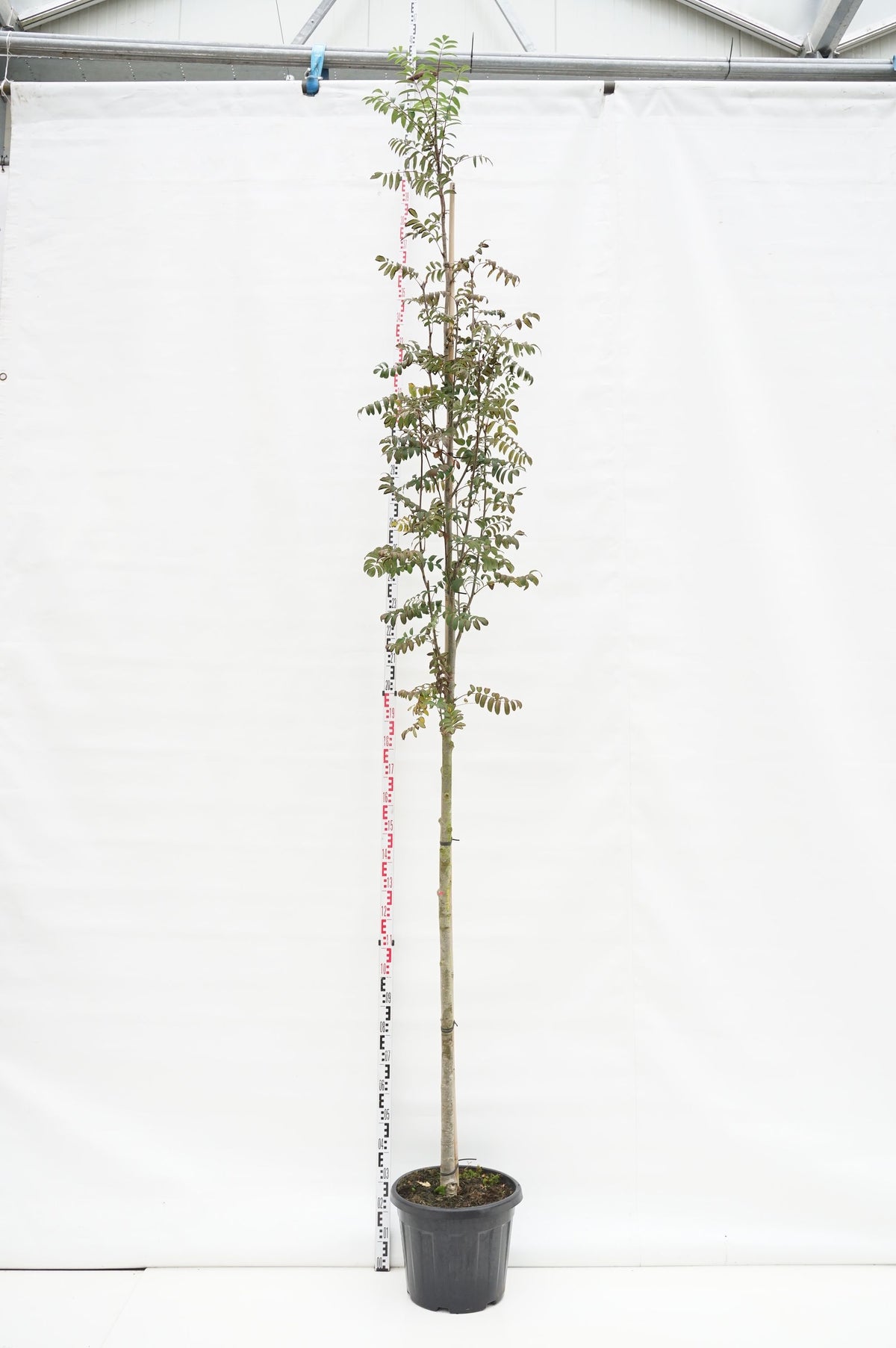 Sorbus aucuparia edulis 10-12 cm stam C45 (45 liters kruka)