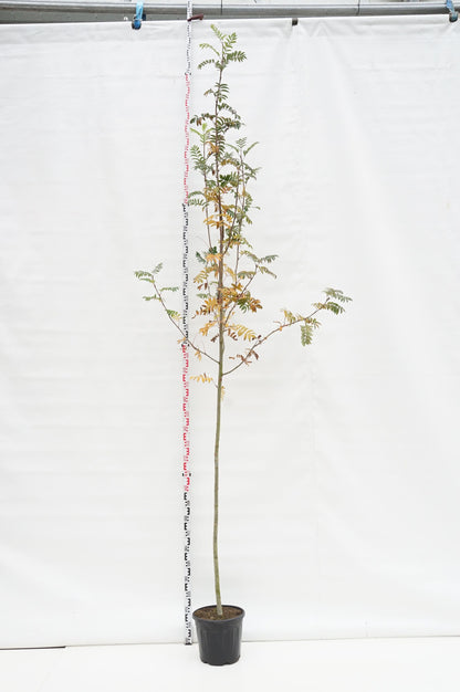 Sorbus aucuparia stamträd 6-8 cm C18 (18 liters kruka)