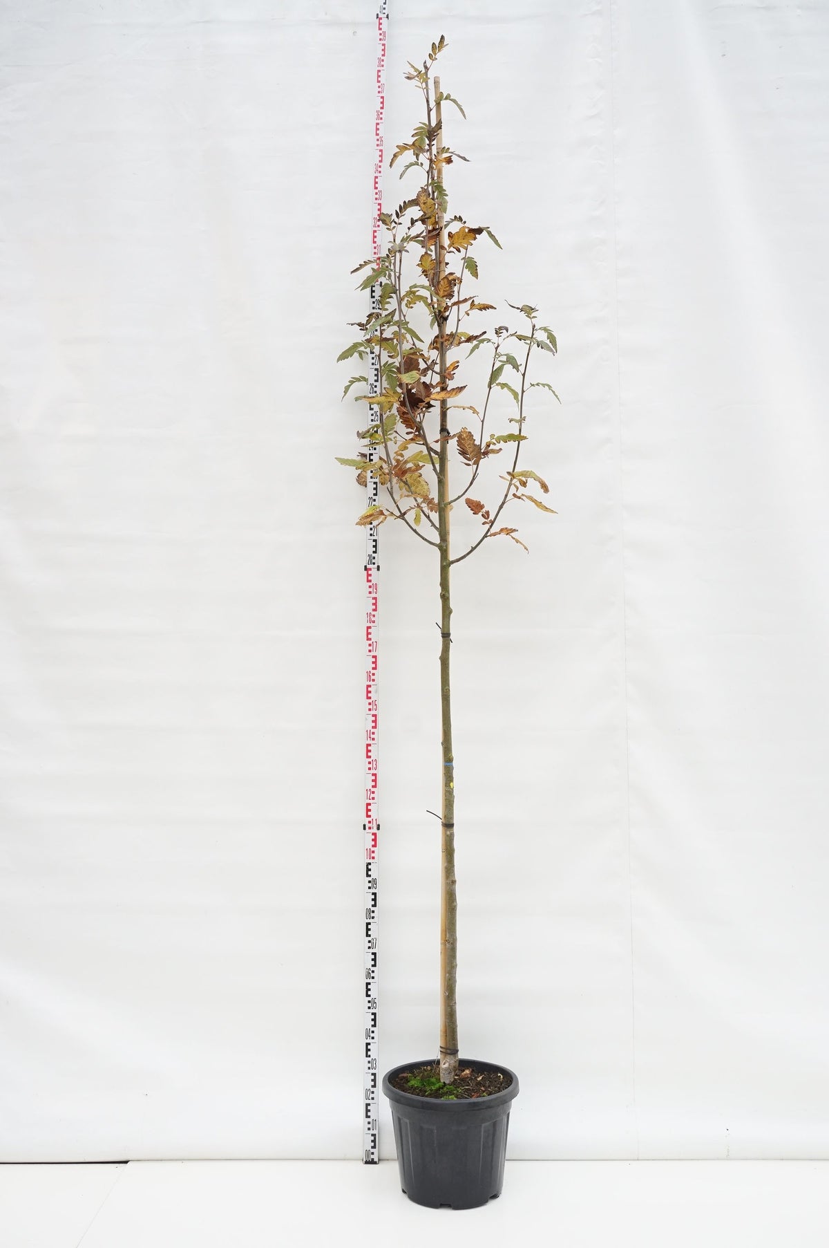 Sorbus thur. &