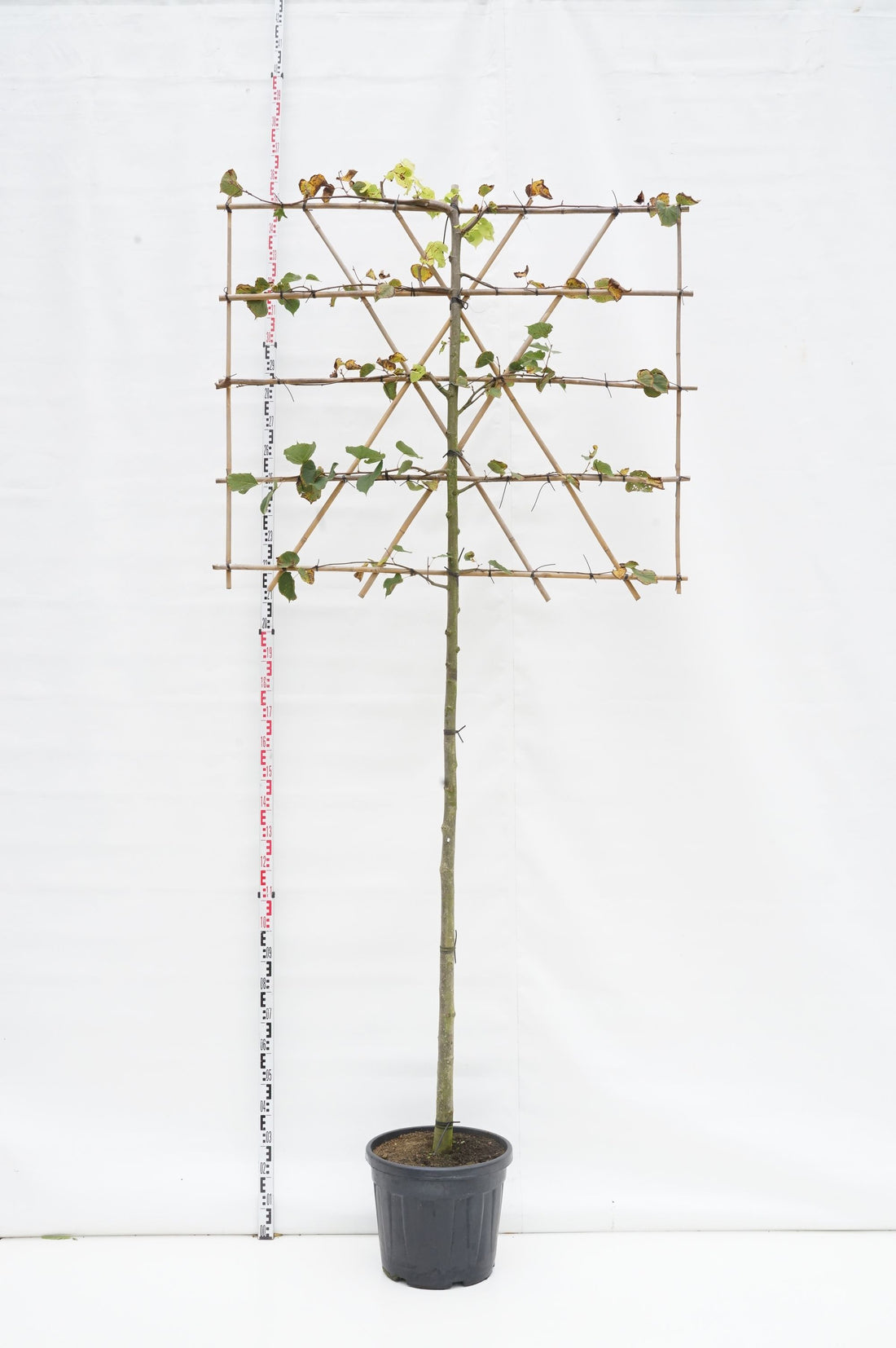 Tilia europaea &