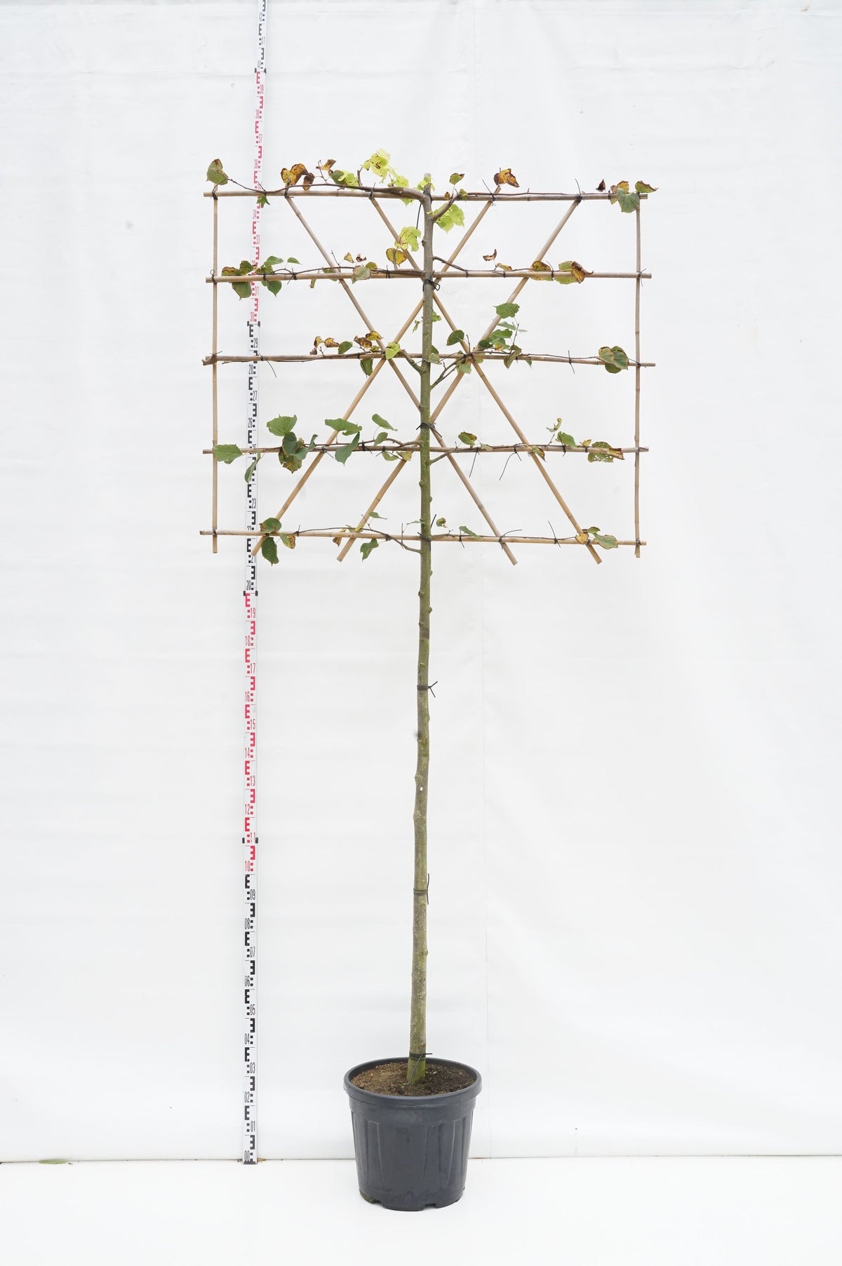 Tilia euro. &