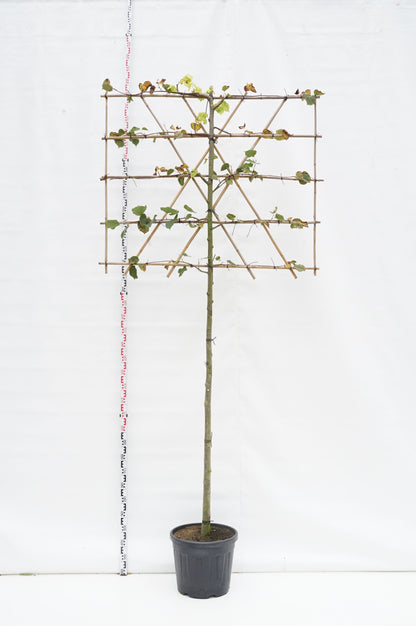 Tilia europaea &