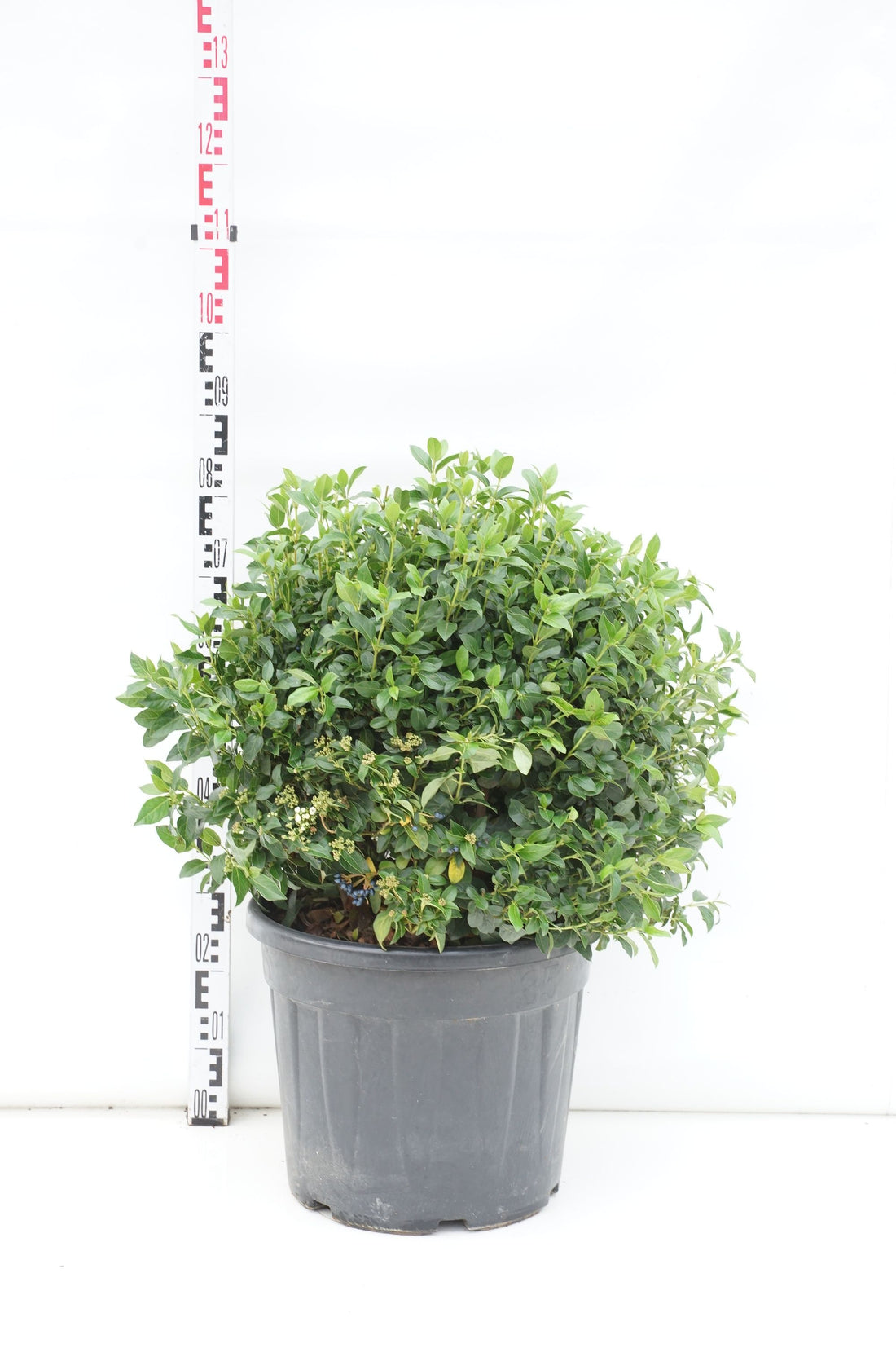 Hedera helix C1,5 (1,5 liters kruka) 100-125 cm