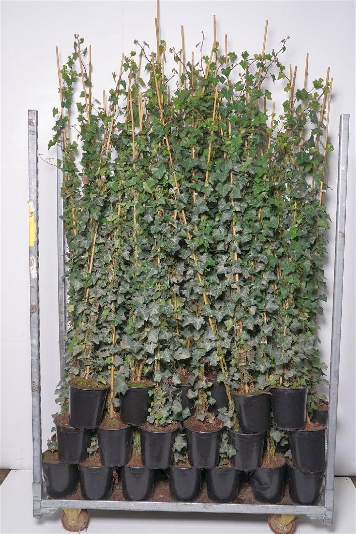 Hedera hibernica C2 (2 liters kruka) / 17 cm kruka 80-100 cm