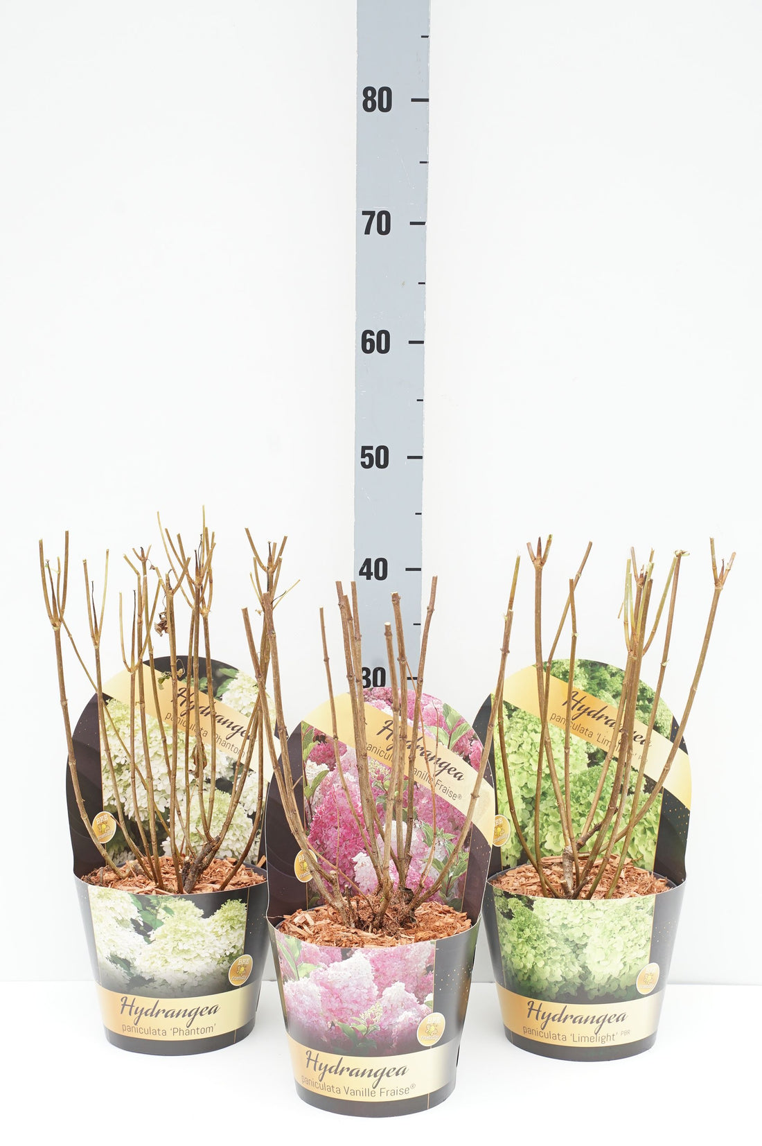 Vipphortensia (Hydrangea paniculata) i sorter C2 (2 liters kruka / 17 cm kruka) inkl. krukfodral