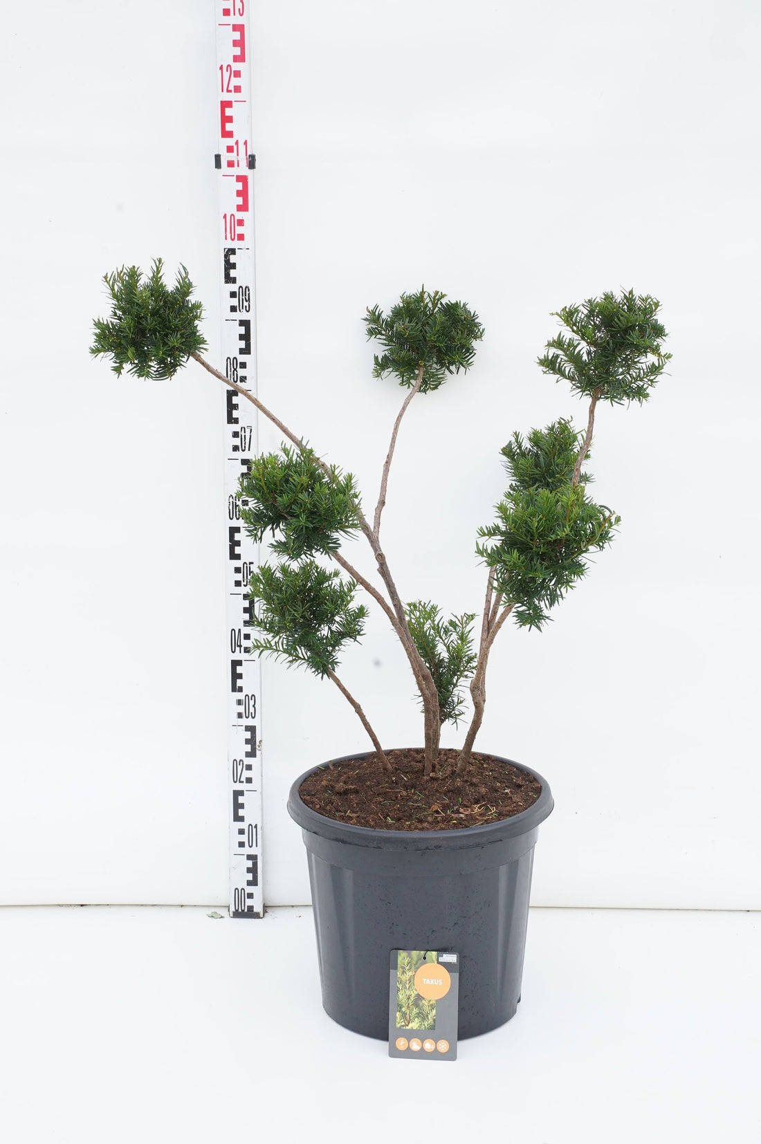 Acer platanoides &