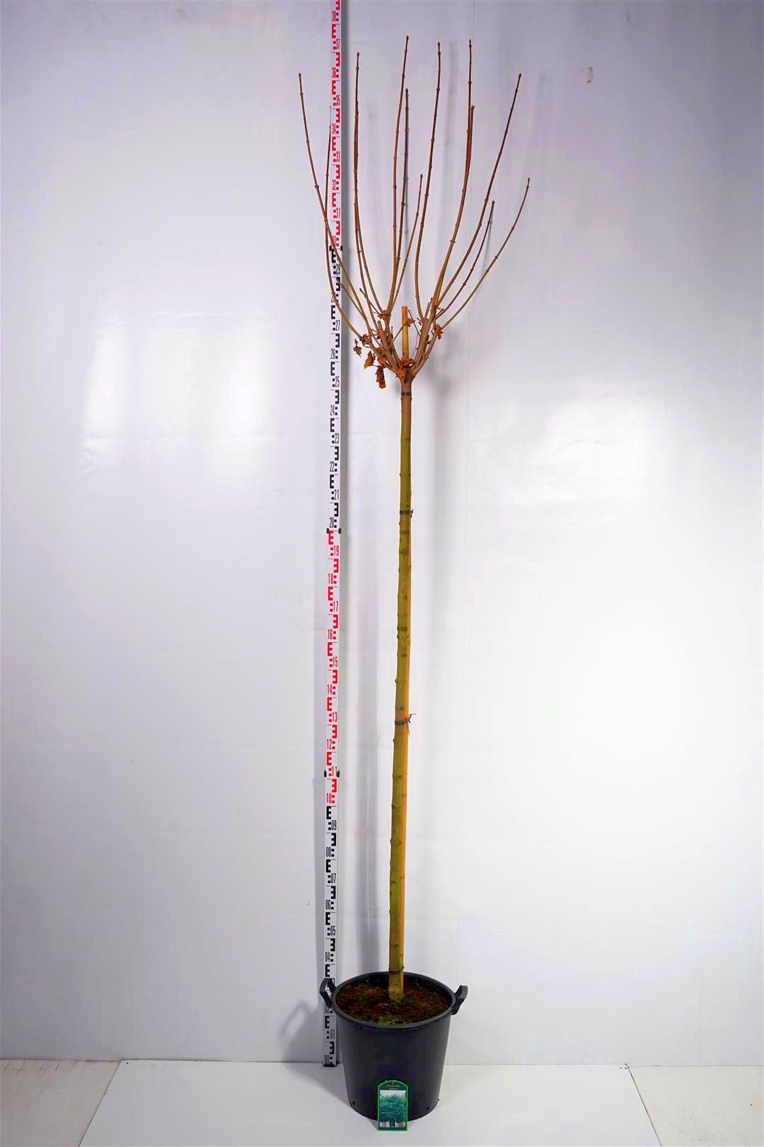 Acer platanoides &