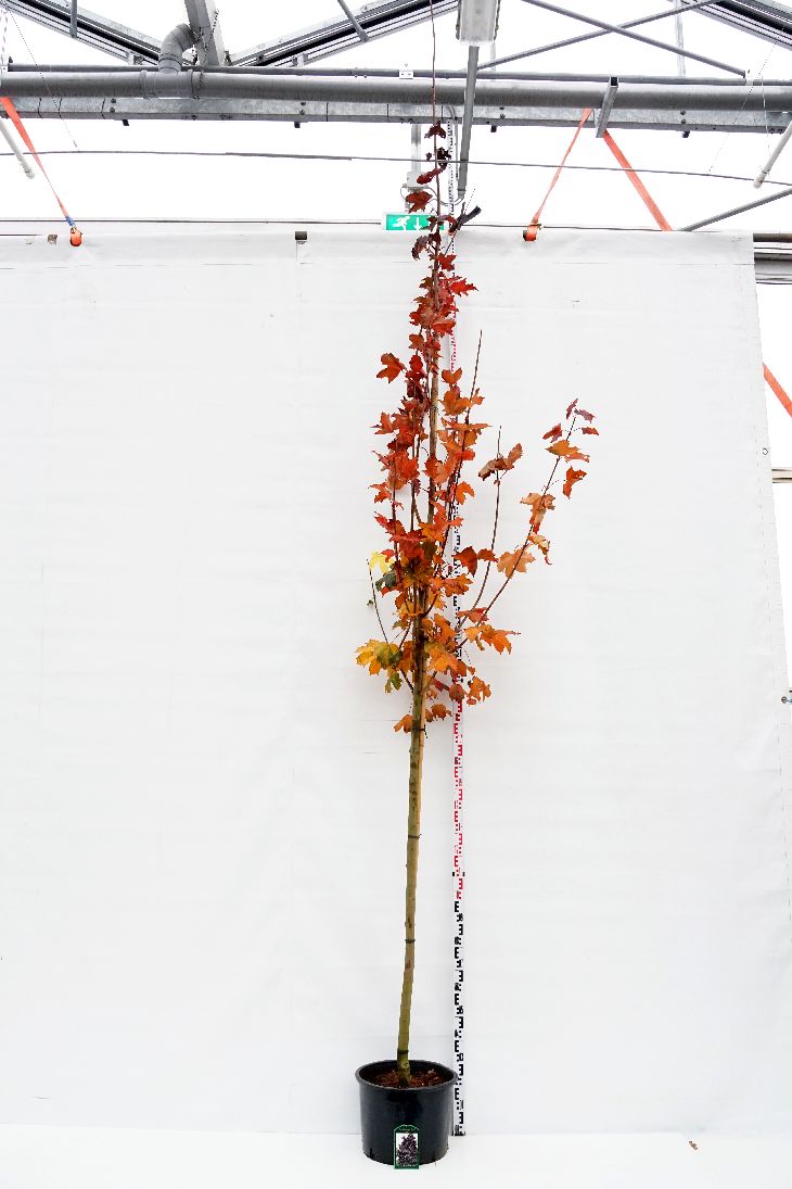 Acer platanoides &