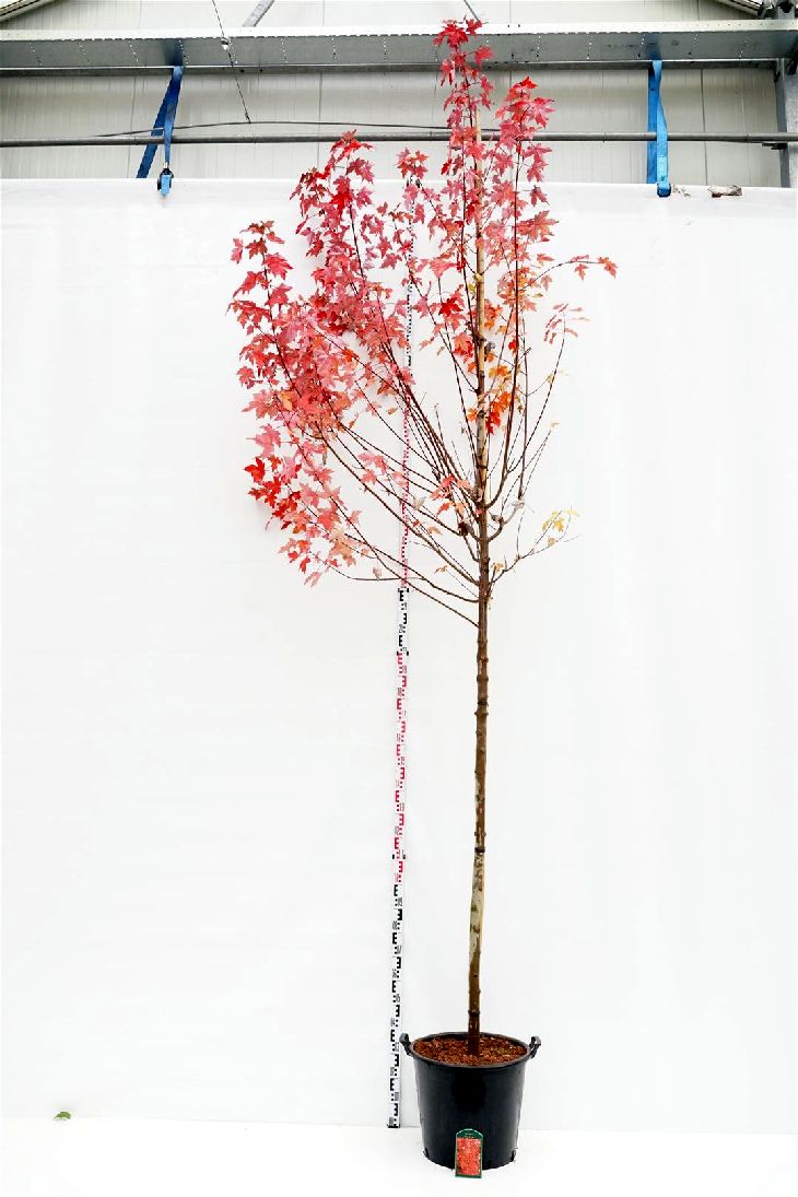 Acer rubrum &