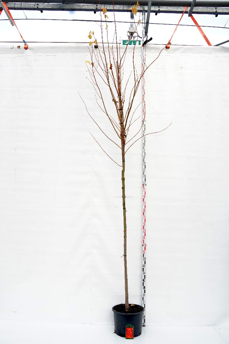 Acer rubrum &