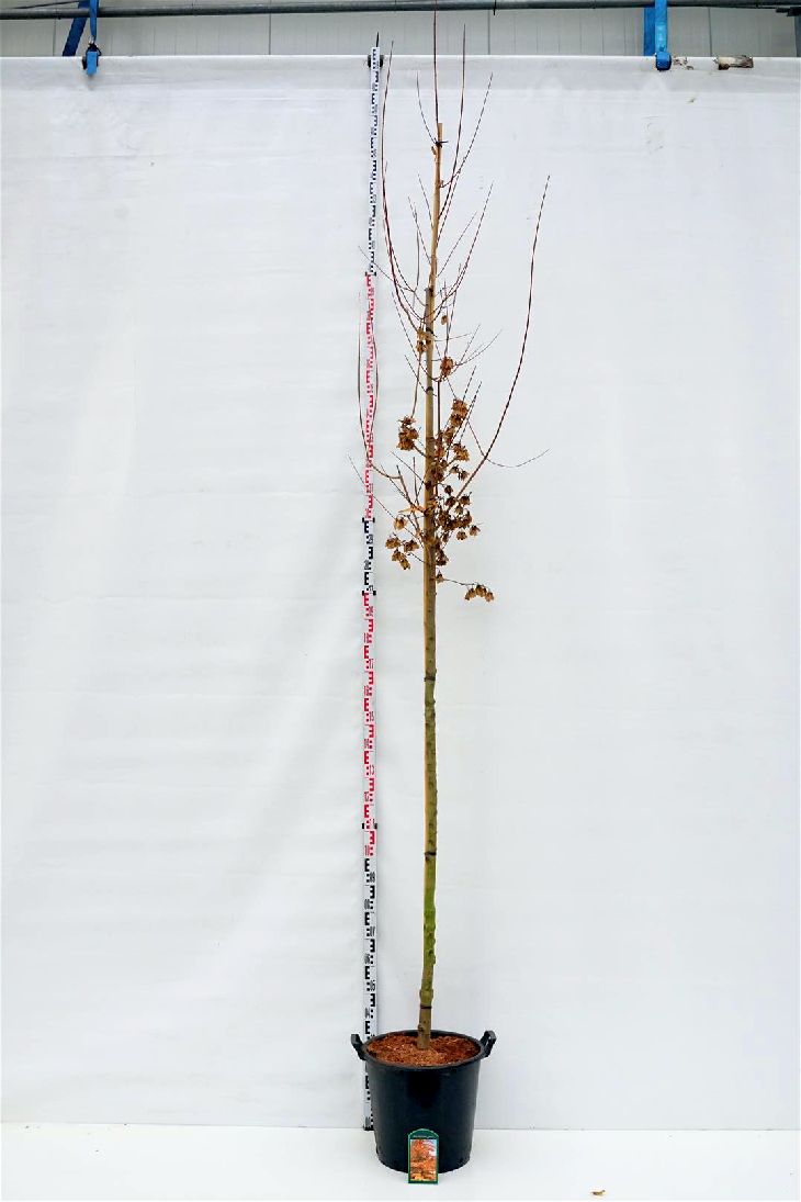 Acer tataricum ginnala 10-12 cm stam, C35 (35 liters kruka)