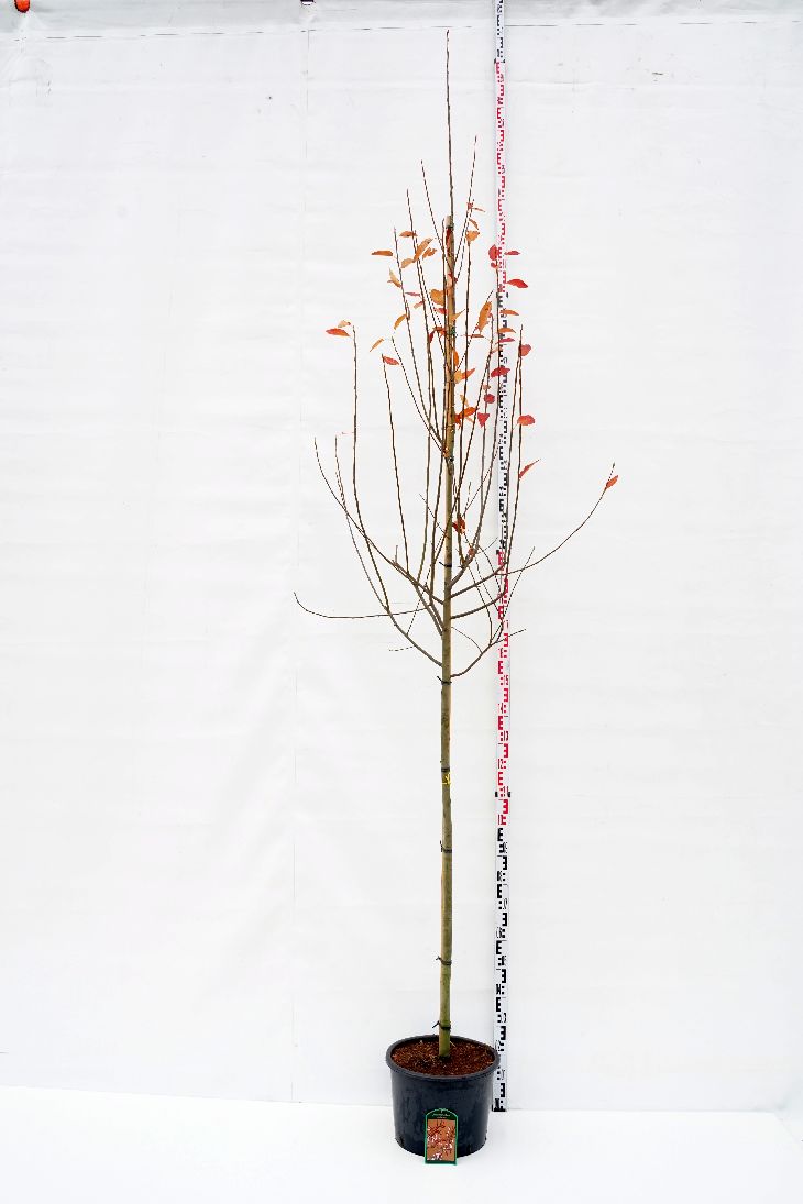 Amelanchier arborea &