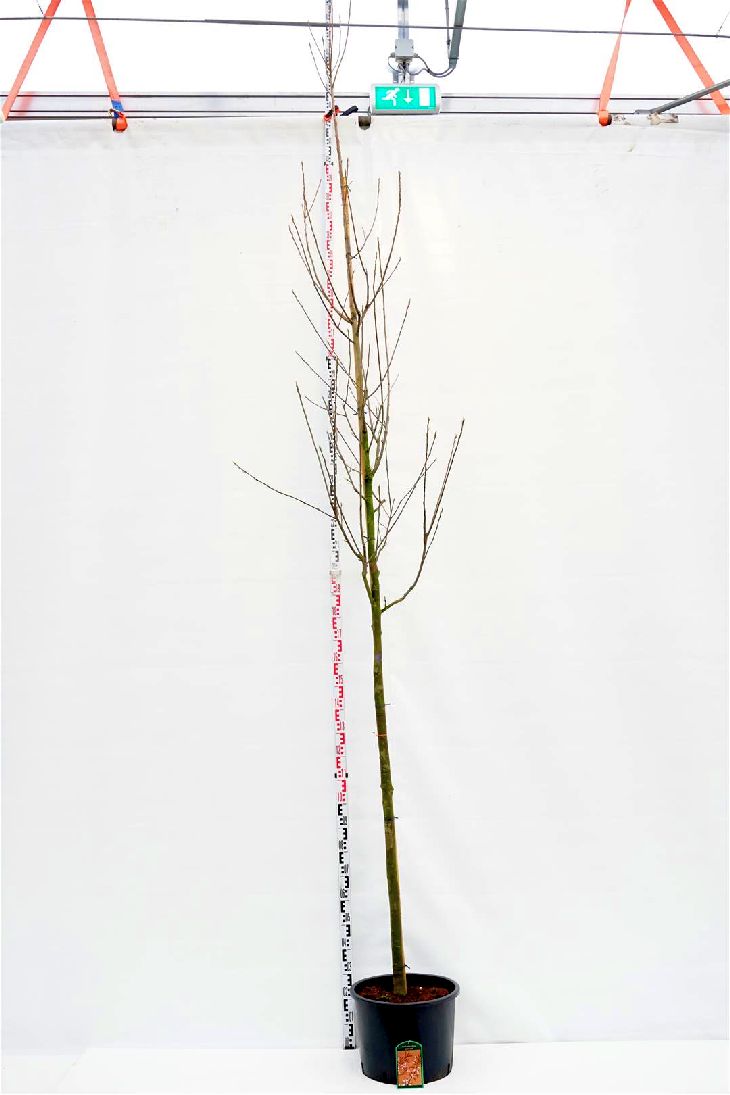 Amelanchier arborea &